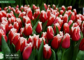 Tulipa New Santa ® (2)